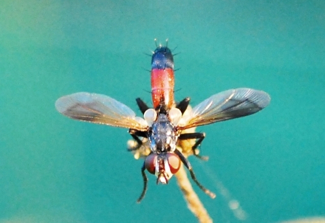 Cylindromyia sp. (Tachinidae)